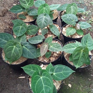 Anthurium Dressleri Free Phytosanitary image 2