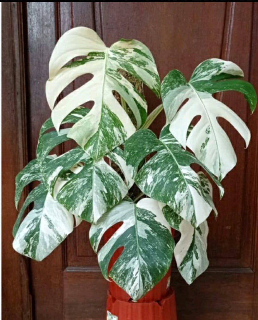 Monstera White Tiger Variegated Free Phytosanitary - Etsy.de