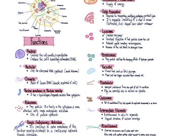 Visuelle Hinweise - Zellorganellen