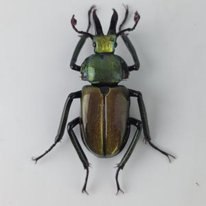 Sphaenognathus metalliferi, glass lucanidae beetle sculpture, Hand blown glass insect lampwork figurine, Perfect gift for bug lovers