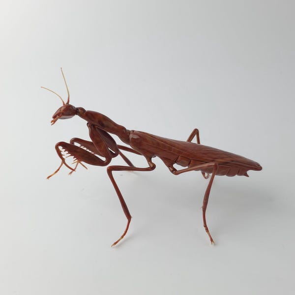 Hand Blown Glass Mantis Sculpture: Entomology Gift