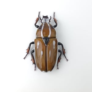 Mecynorrhina ugandensis glass sculpture, Hand blown glass insect lampwork figurine, Perfect gift for entomology and bug lovers