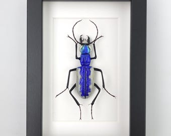 標本 Telotoma hayesi 86mm Telotoma Hayesi Beetle Sculpture, Hand Blown Insect Figurine