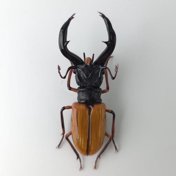 Hand Blown Glass Beetle Sculpture: Cyclommatus Mniszechi, Entomology Gift