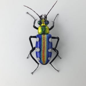 Tiger beetle glass sculpture, Hand blown glass insect lampwork figurine, Perfect gift for entomology and bug lovers