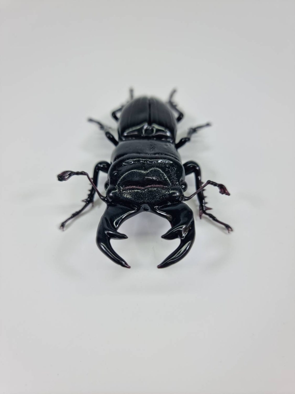 Dorcus Antaeus Lucanidae Stag Beetle Hand Blown Insect - Etsy
