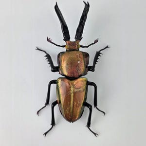Stag beetle, Phalacrognathus muelleri glass sculpture, Hand blown glass insect lampwork figurine, Perfect gift for entomology and bug lovers