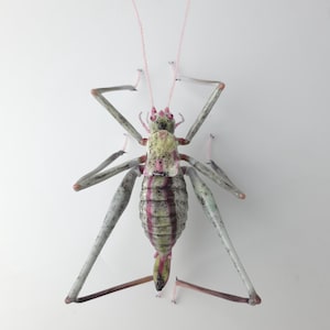 Striped grasshopper glass sculpture, Hand blown glass insect lampwork figurine, Perfect gift for entomology and bug lovers