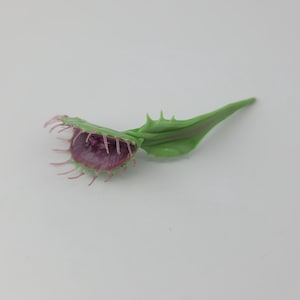 Può includere: Una pianta carnivora Venere acchiappamosche verde e viola. La pianta ha una struttura fogliare a cerniera con bordi appuntiti e un interno viola scuro. Su sfondo bianco.