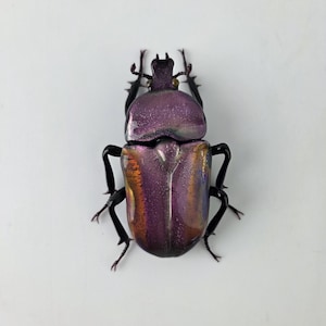 Flower beetle glass sculpture, Hand blown glass insect lampwork figurine, Perfect gift for entomology and bug lovers
