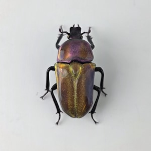 Flower beetle glass sculpture, Hand blown glass insect lampwork figurine, Perfect gift for entomology and bug lovers