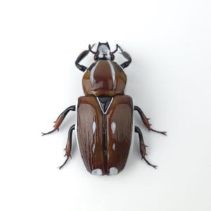 Brown Mecynorrhina ugandensis glass sculpture, Hand blown glass insect lampwork figurine, Perfect gift for entomology and bug lovers