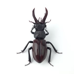 Juvenile lucanus cervus stag beetle glass sculpture, Hand blown glass insect lampwork figurine, Perfect gift for entomology and bug lovers