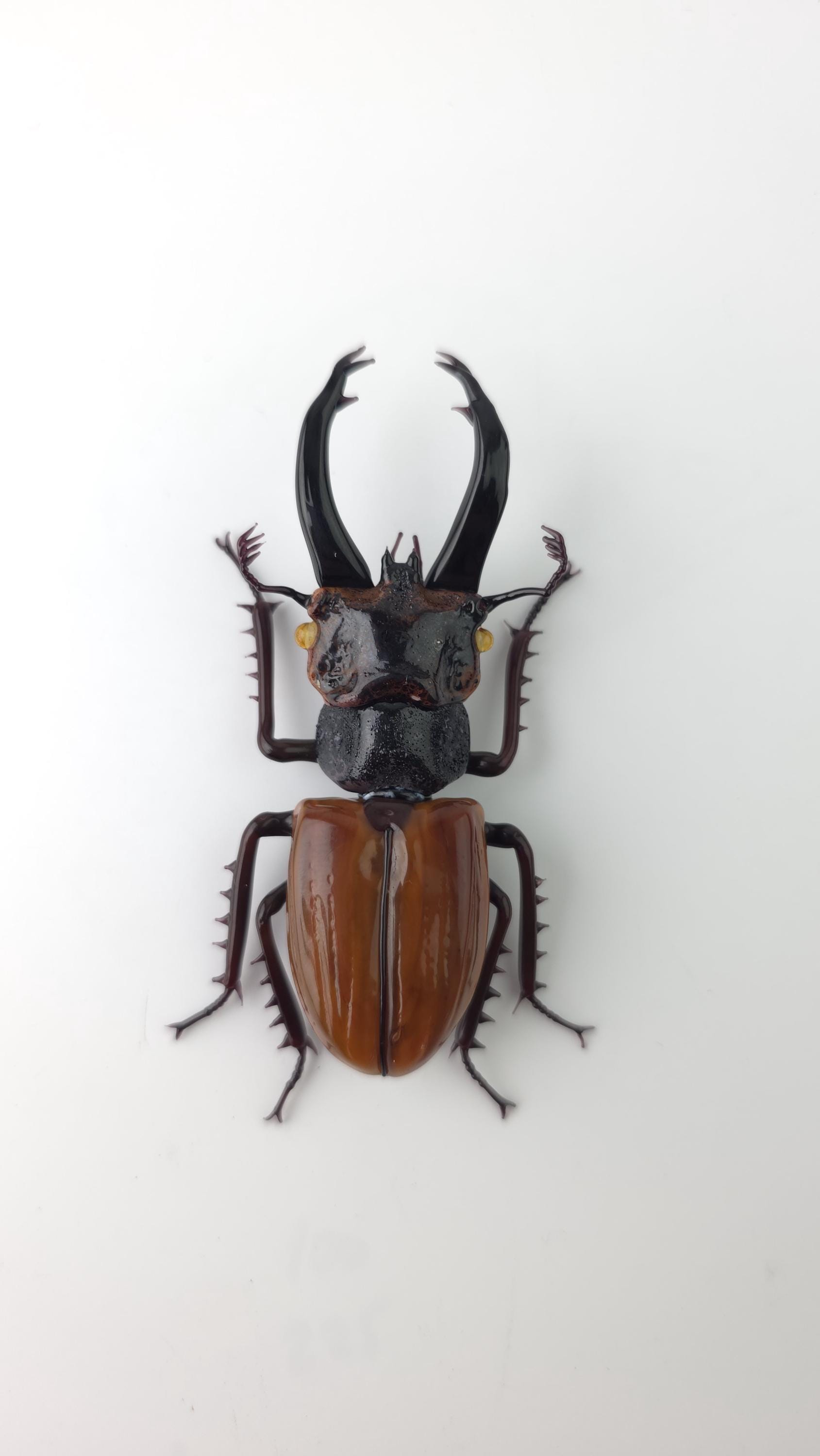 アート・デザイン・音楽 IL CERVo VOLANTE (Coleoptera lucanidae) アート・デザイン・音楽 IL CERVo VOLANTE (Coleoptera