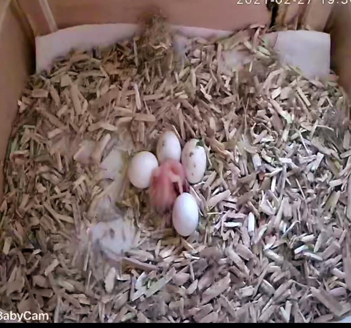 6.6lb bag of Old Dominion Hemp Animal Bedding Reptile Etsy