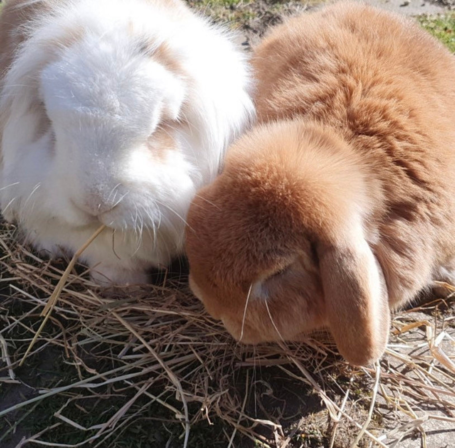 5Kg baby hay bale in a box. Chemical free hay for rabbits Etsy