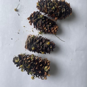 May include: Four dried pine cones with small white flowers attached to them. The cones are brown and have a rough texture.