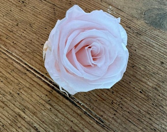 Stabilisierte Rosen, getrocknete Rosen, Infinity Roses, Trockenblumen, Dried flowers, fermentierte Rosen, echte Rosen, Blush