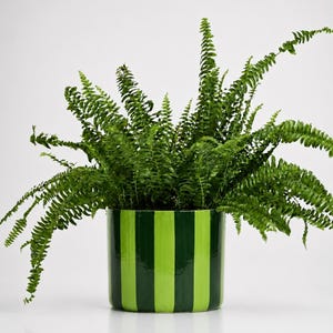 May include: A lush green fern plant potted in a cylindrical ceramic planter. The planter features a glossy finish with alternating vertical stripes of dark forest green and bright lime green, creating a bold, high-contrast pattern.