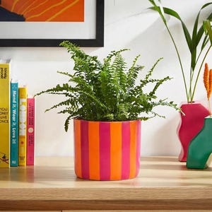 Peut inclure: Un pot de plante cylindrique vibrant orné de rayures verticales alternant entre l'orange vif et le rose fuchsia. Le pot contient une fougère verte luxuriante avec de nombreuses frondes délicates et plumeuses s'étendant depuis le centre.