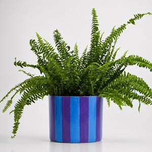 May include: A lush green fern plant potted in a cylindrical ceramic planter featuring vertical stripes in alternating shades of deep purple and bright blue. The plant has numerous fronds extending outwards from the center of the container.