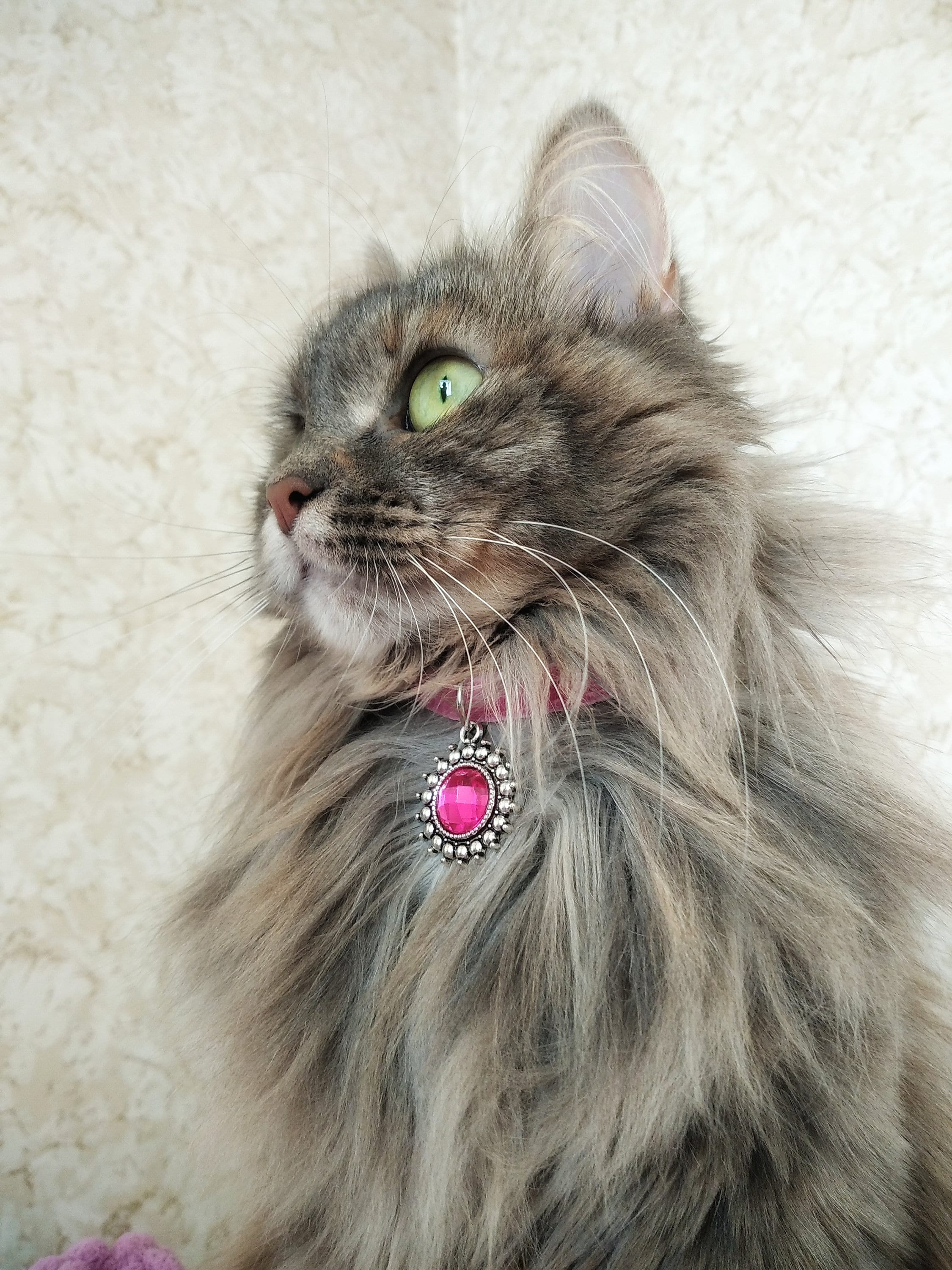 Princess cat collar Bling cat collar Diamond cat Collar Etsy