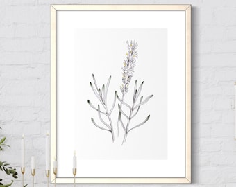 Printable Lavender Botanical Poster, Minimalistic Wall Art