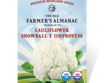 Snowball Y (Improved) Cauliflower Seeds: The Old Farmer's Almanac, Heirloom, Open Pollinated, Non-GMO, 3 Grams, Approx 450 Seeds