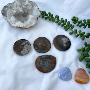 Goniatite Fossils