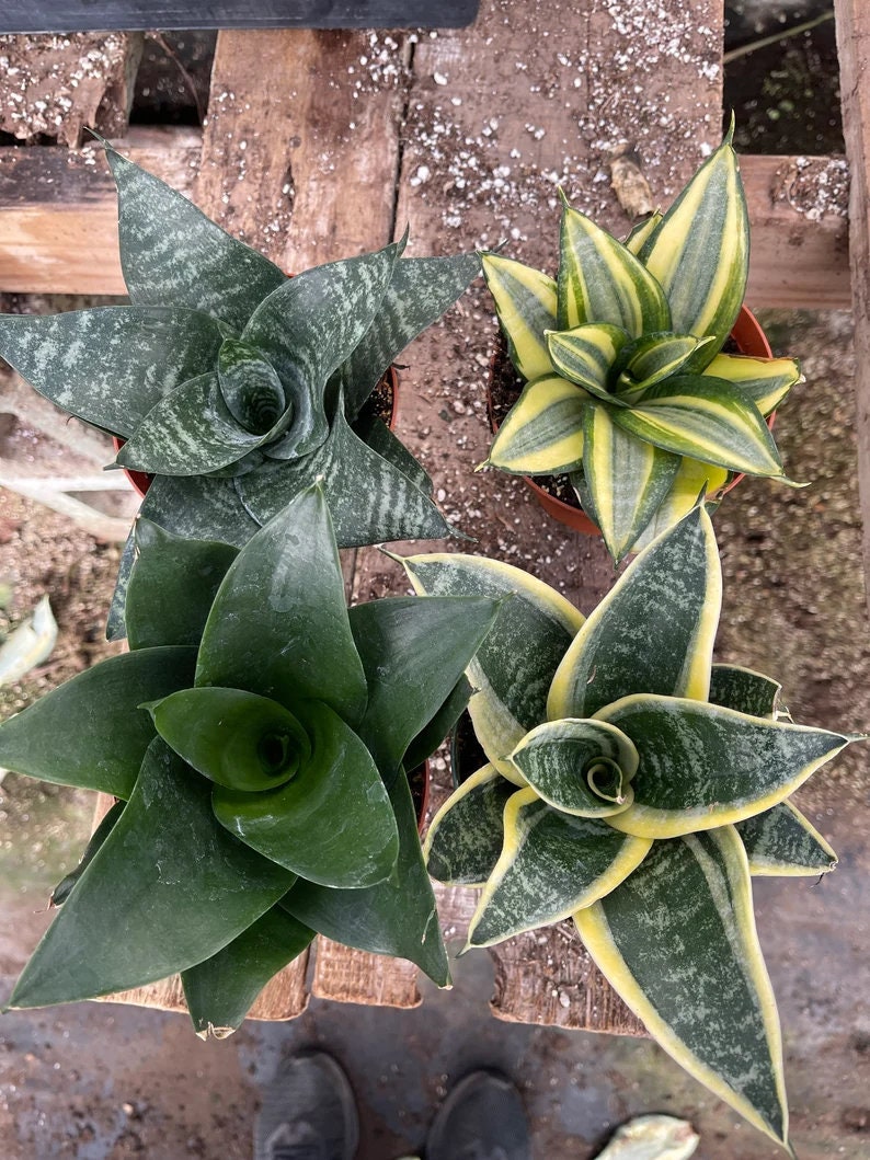 4pk Sansevieria Bird Nest Collection star Power 4 Color Etsy
