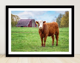 Calf Photo Print, Farmhouse Cow Wall Art, Animal Photography