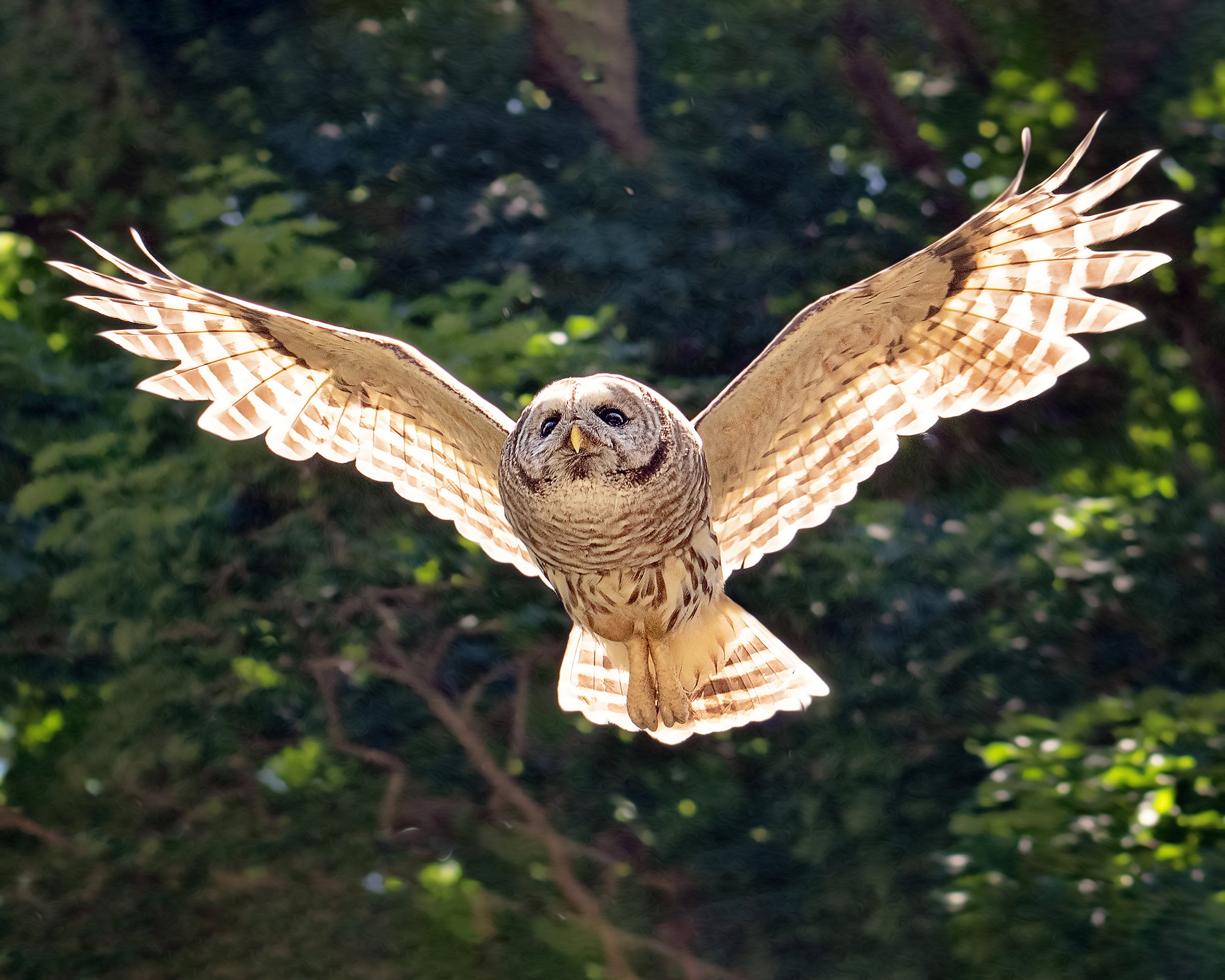 Barred Owl In Flight Photograhpy Michigan Owls Flying Owls Etsy