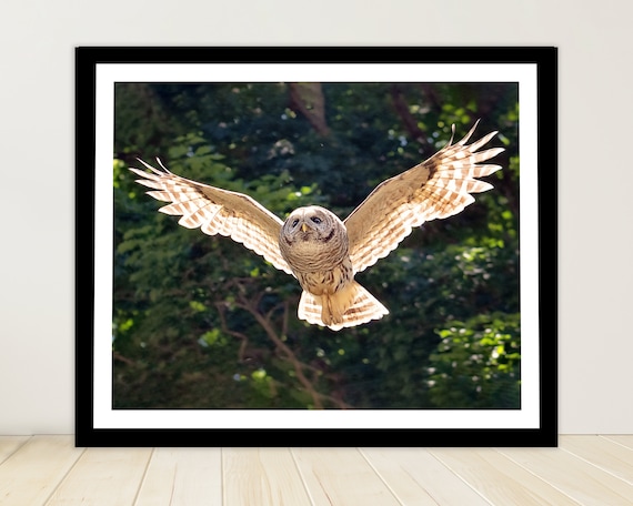Barred Owl in Flight Photograhpy Michigan Owls Flying Owls - Etsy