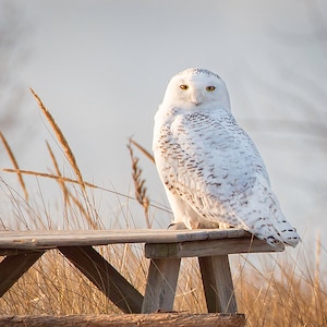 Snowy Owl