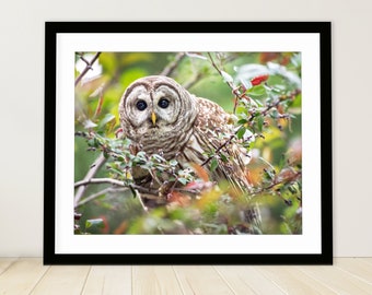Barred Owl Photo Print, Backyard Wildlife Art