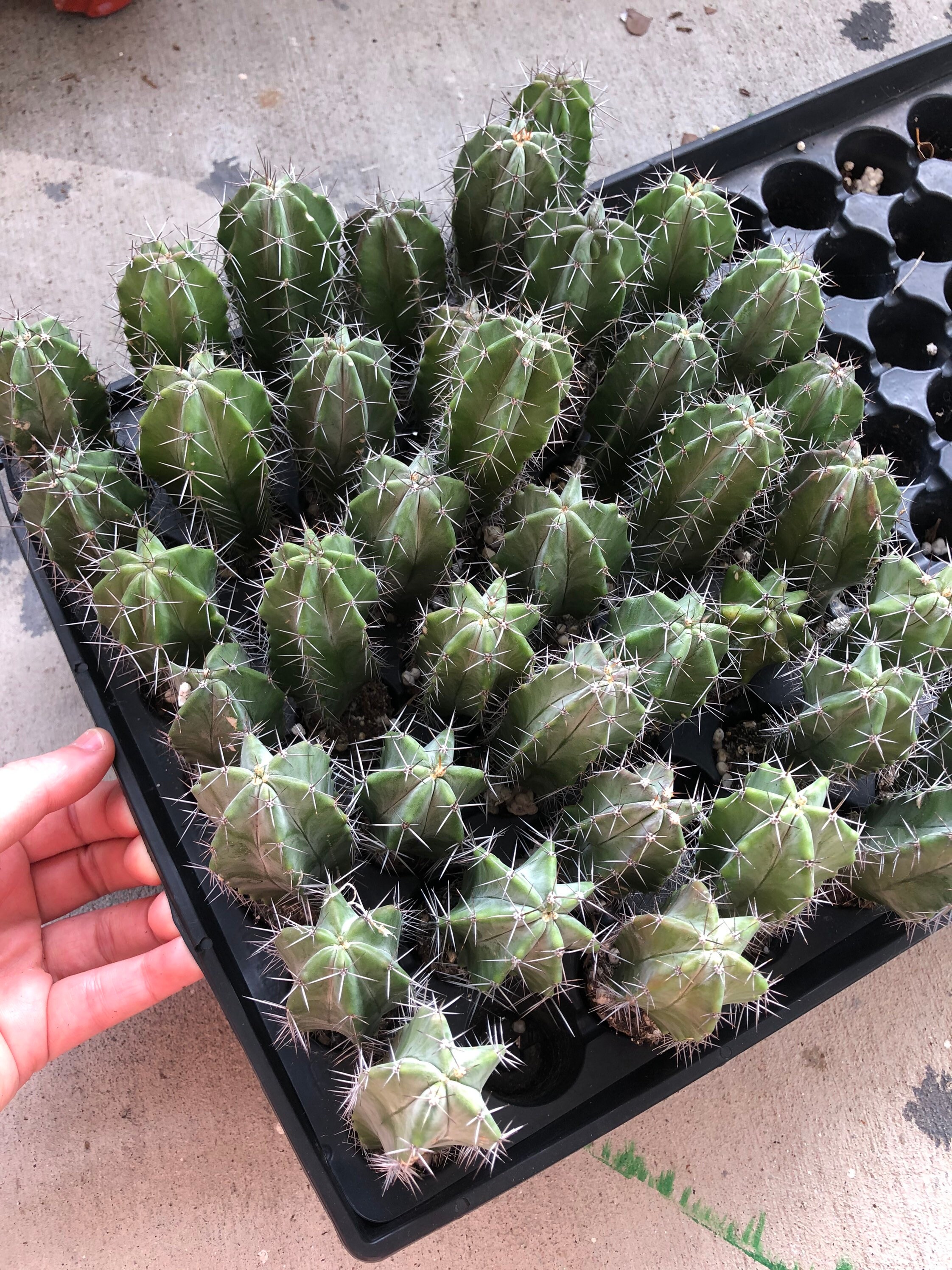 LIVE BABY CACTUS Etsy