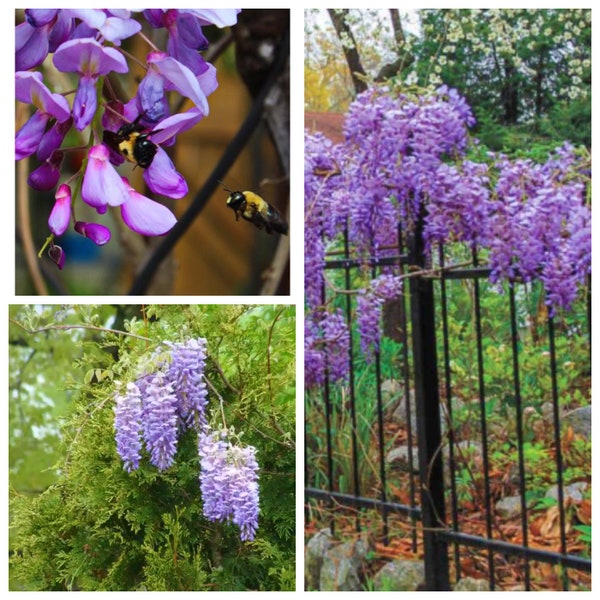 Wisteria 10 SEEDS ~ BLUE MOON, Canadian Grown! Scented original Kentucky Blue Moon grown in  7A, Good for zones 4-9 Blue/Violet spectrum