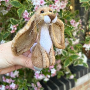 Hazel Hare