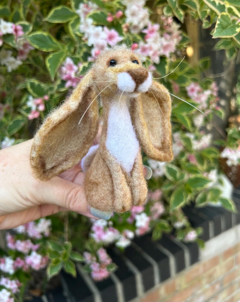 Hazel Hare