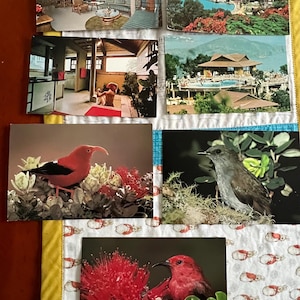 Conjunto de 7 cartões postais tropicais dos anos 1900 a 1990, com pássaros de São João e havaianos