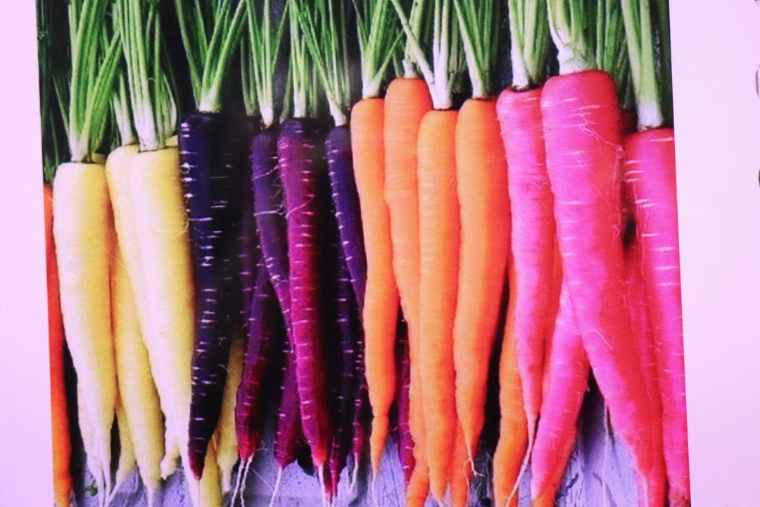 Rainbow Carrot Seeds GMO Free Heirloom Garden Vegetable 125 250 500