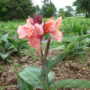Chinese Coral canna rhizomes green leaves with large coral flowers 1-2 eye rhizomes