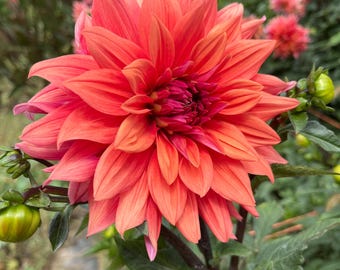 1-Belle of Barmera Dinnerplate Dahlia Tuber. Large 6-8" Flowers