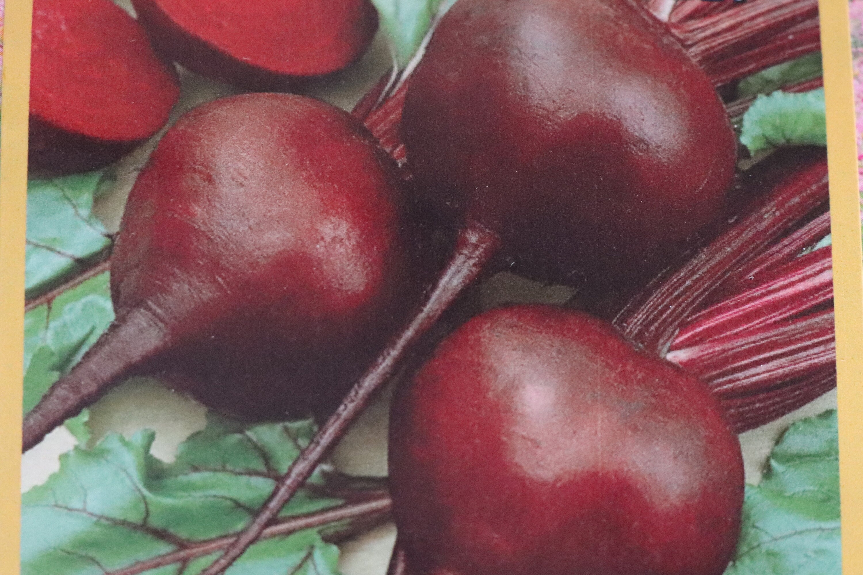 Heirloom Chioggia Beets Detroit Dark Red Beets Early Wonder Etsy