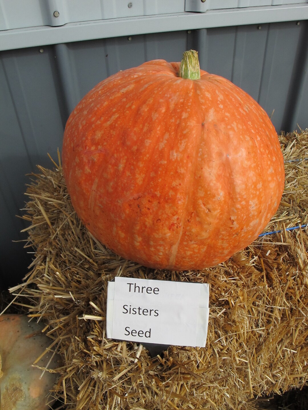 10 Red Eye Pumpkin Seeds - Etsy