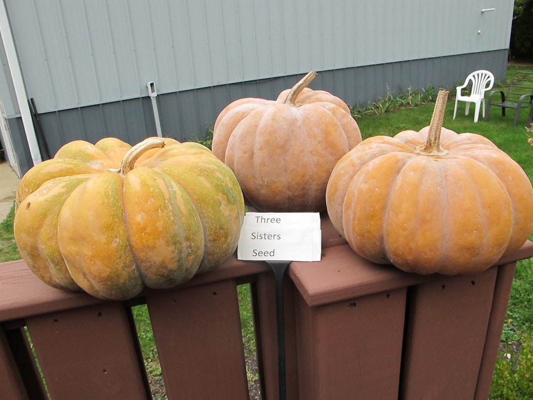 Fairytale Pumpkin Seeds Heirloom 10 Seeds Etsy