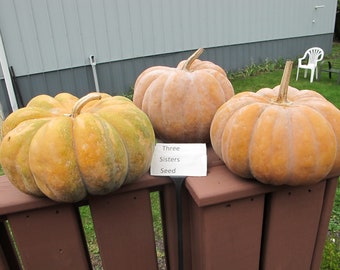 Fairytale Pumpkin Seeds Heirloom 10- Seeds