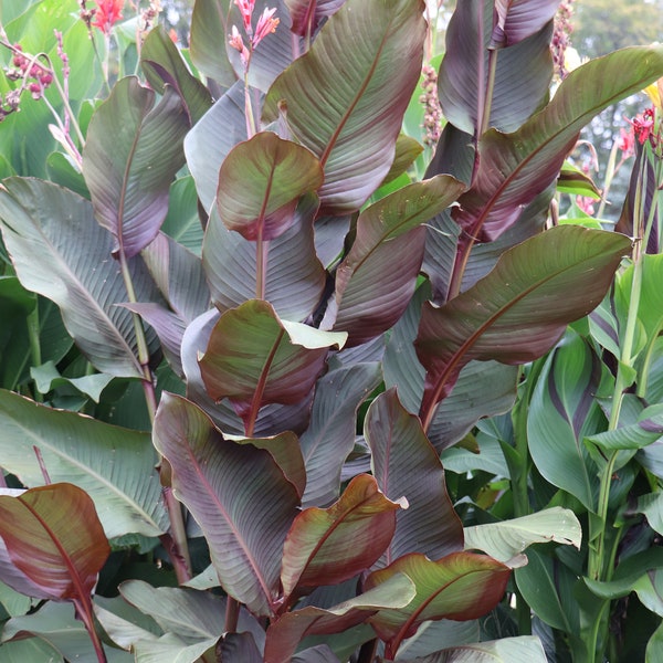 Musifolia Canna Rhizomes bulbs. Giant 6-10' tall cannas with large bronze leaves and red flowers