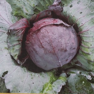 Heirloom GMO Free Red Acre Cabbage Seeds 125- 500 seeds