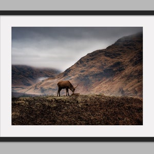 Glen Etive Deer 3, Glencoe, Scotland-Photographic Print, Canvas Print, Wall Art